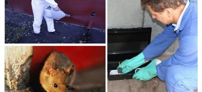 Exterminio de ratas y ratones por servicios especializados.