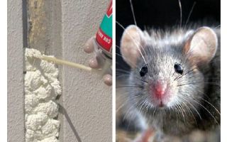 ¿Los ratones comen espuma?