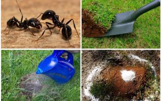 Cómo deshacerse de las hormigas en los remedios populares de jardín
