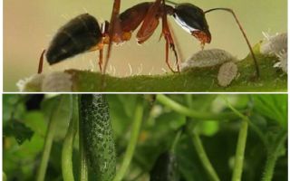 Cómo lidiar con las hormigas en el jardín con pepinos.