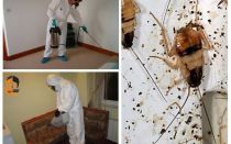 Exterminio de cucarachas en el apartamento.