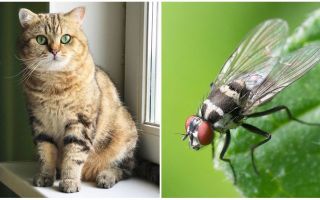 ¿Qué hacer si un gato o un gato comen una mosca?