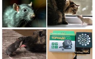 ¿A qué le temen las ratas y los ratones?