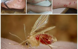 Descripción y fotos de mosquitos.