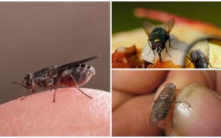 ¿Por qué las moscas aterrizan en los humanos?