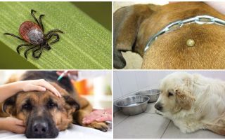 Síntomas y tratamiento de la piroplasmosis en perros.