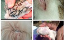 Cómo se ven las pulgas de gato, síntomas y tratamiento.