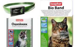 Collar Beafar de pulgas para gatos y perros.