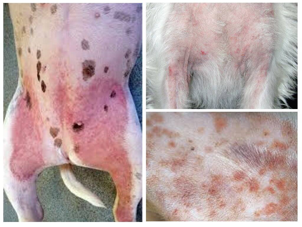 Dermatitis atópica en perros.