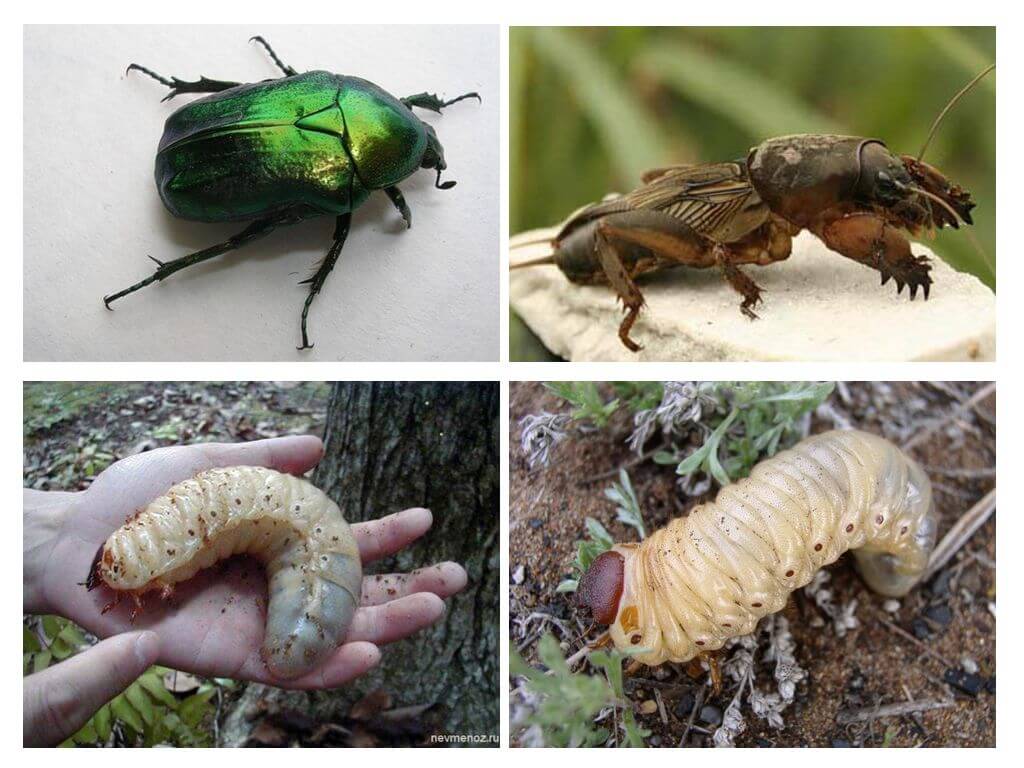 Larva del escarabajo de mayo y Medvedka