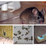 La presencia de ratones en el apartamento.
