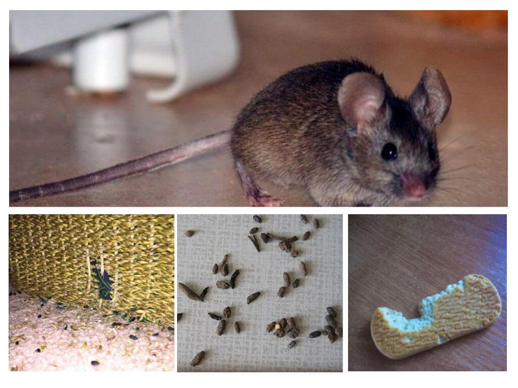 La presencia de ratones en el apartamento.