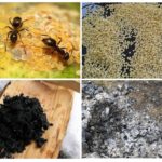 Recetas populares de hormigas