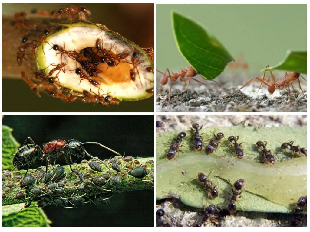 Los beneficios y daños de las hormigas.