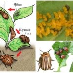 Ciclo de vida del escarabajo de patata colorado.