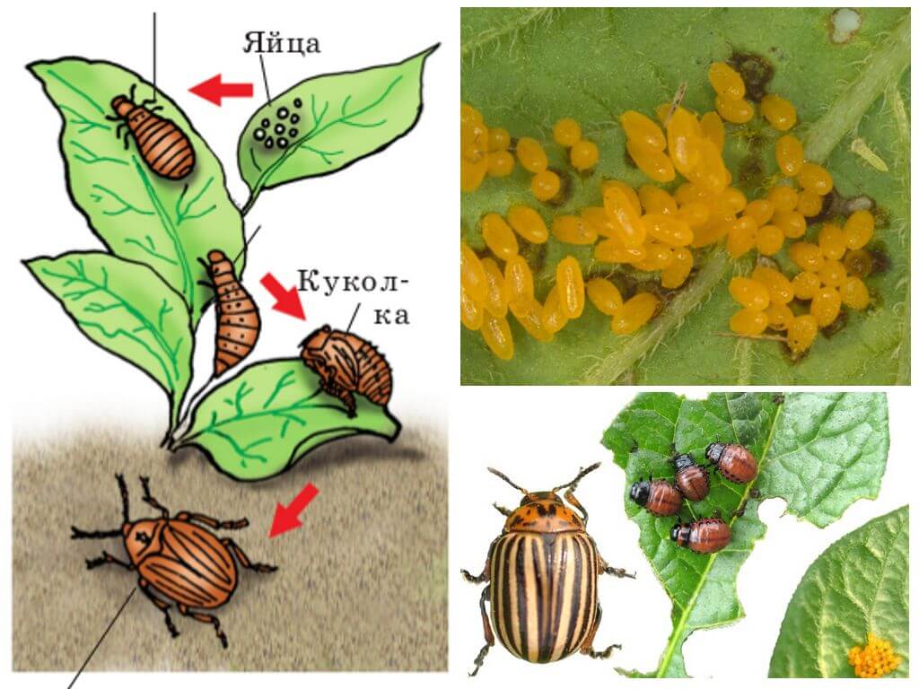 Ciclo de vida del escarabajo de patata colorado.