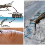 Ciclo de reproducción del mosquito anófeles.