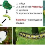 Ciclo de desarrollo del tazón de mariposa