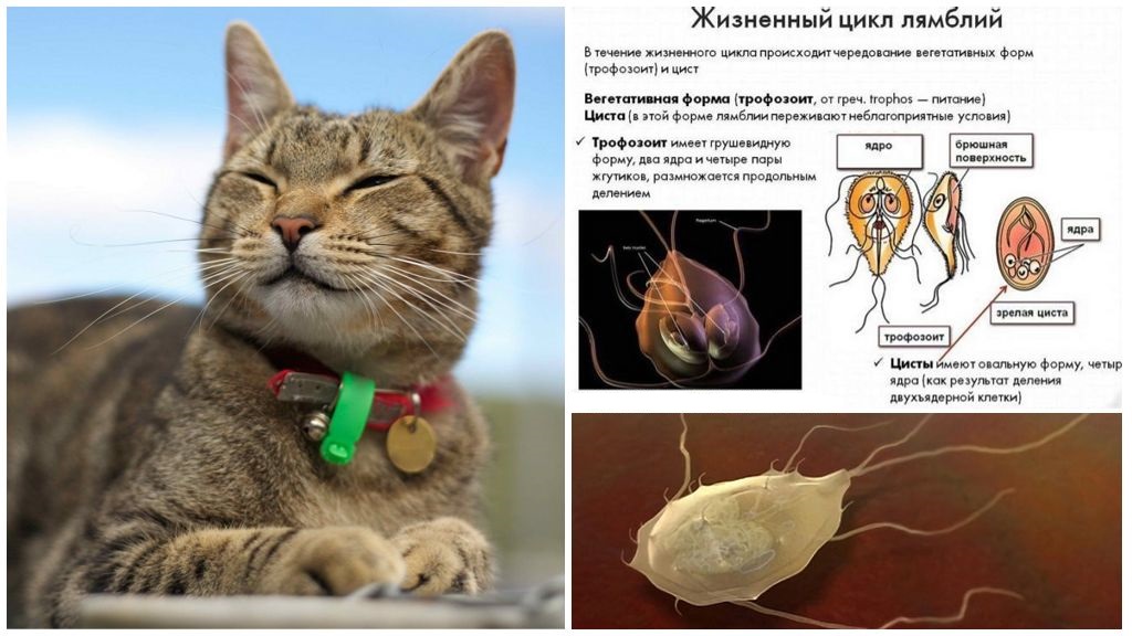 Giardia en gatos síntomas y tratamiento